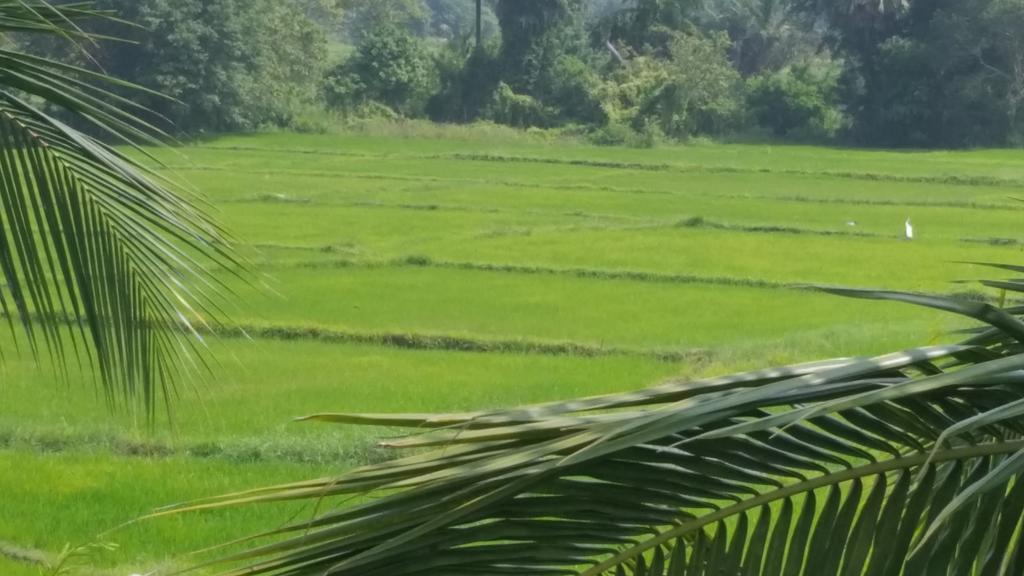 Serene View Tourist Rest Hotel Anuradhapura Eksteriør billede